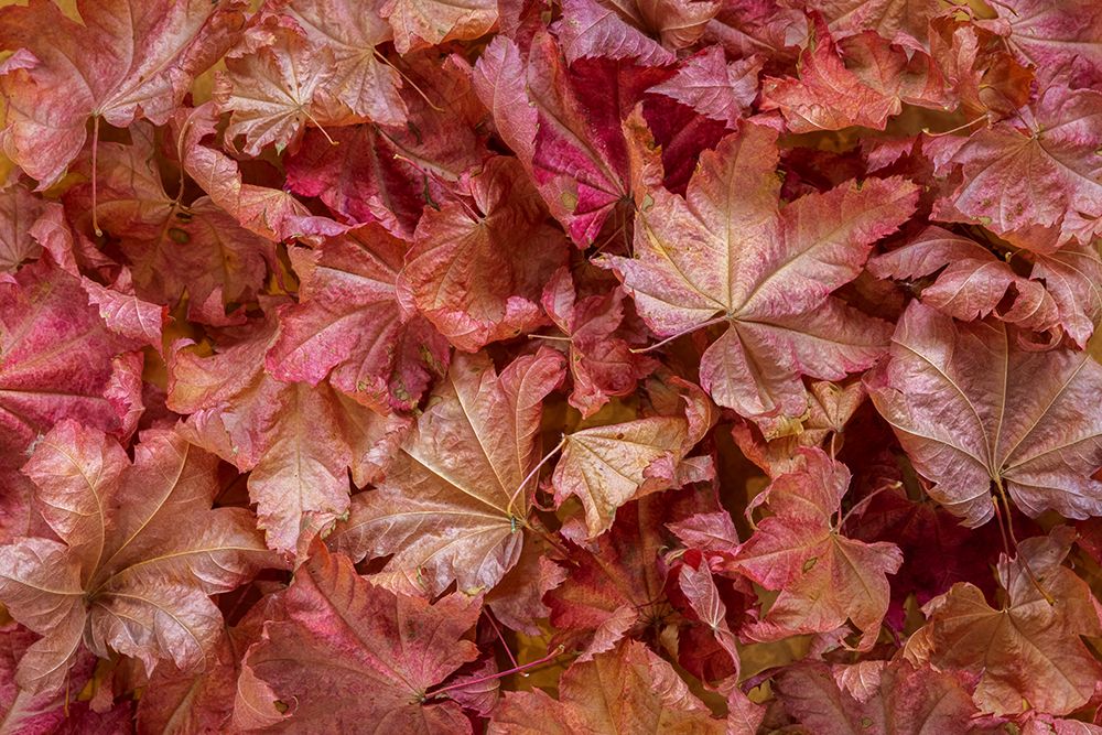 USA-Washington State-Seabeck Vine maple leaves in autumn art print by Jaynes Gallery for $57.95 CAD