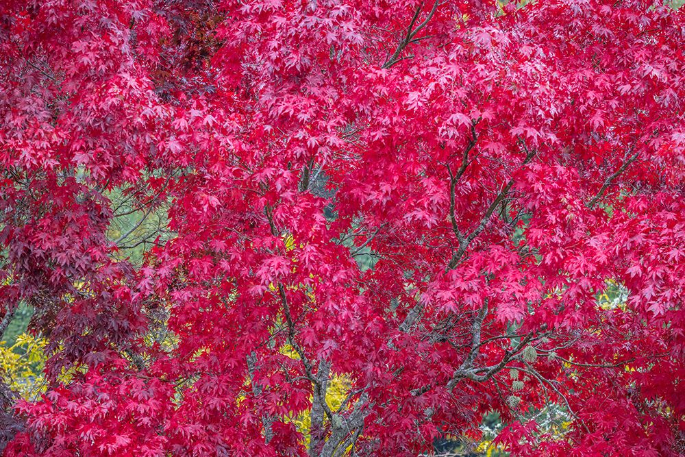 USA-Washington State-Seabeck Japanese maple tree in autumn art print by Jaynes Gallery for $57.95 CAD