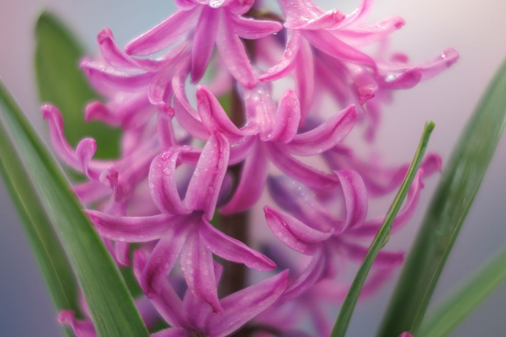 USA-Washington-Seabeck. Pink hyacinth flowers. art print by Jaynes Gallery for $57.95 CAD