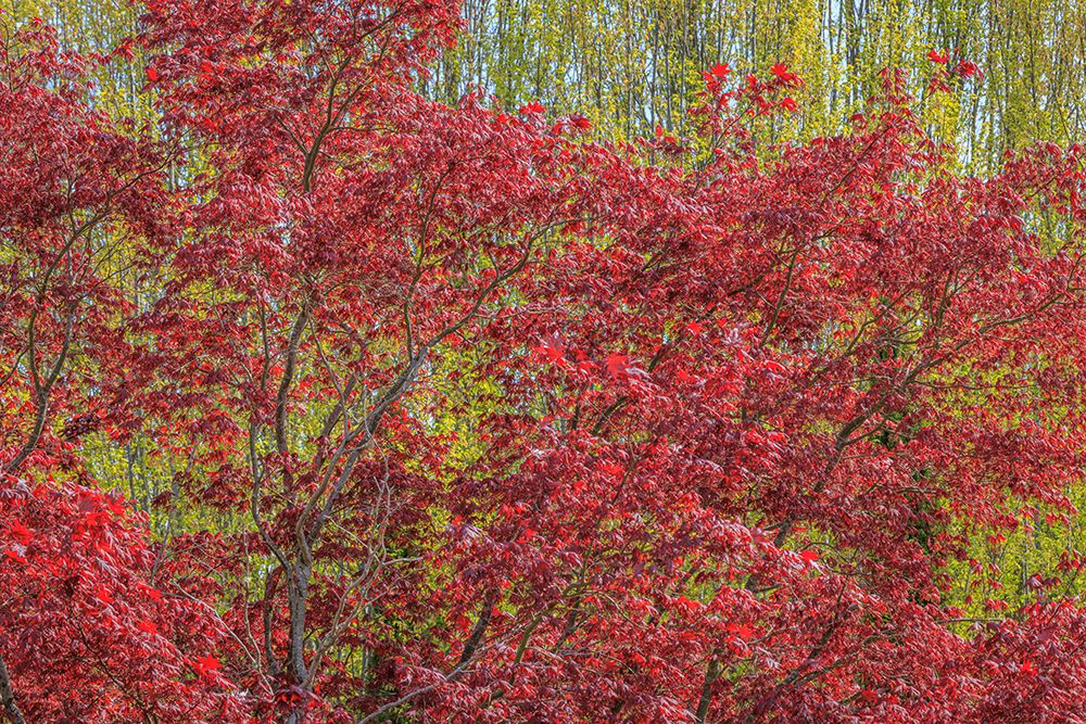 USA-Washington-Seabeck. Fall color in Spring art print by Jaynes Gallery for $57.95 CAD