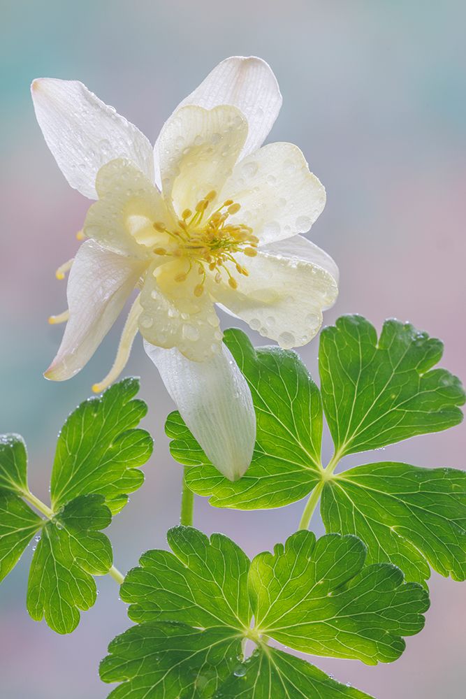 USA-Washington-Seabeck. Yellow columbine blossom and leaves. art print by Jaynes Gallery for $57.95 CAD