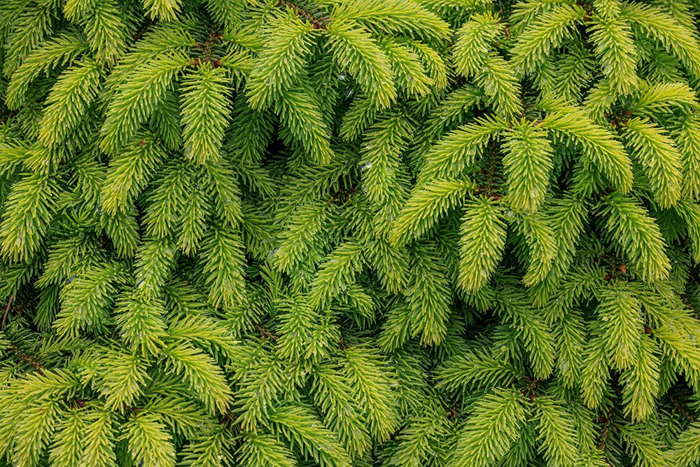 USA-Washington-Seabeck. Close-up of spruce leaves. art print by Jaynes Gallery for $57.95 CAD
