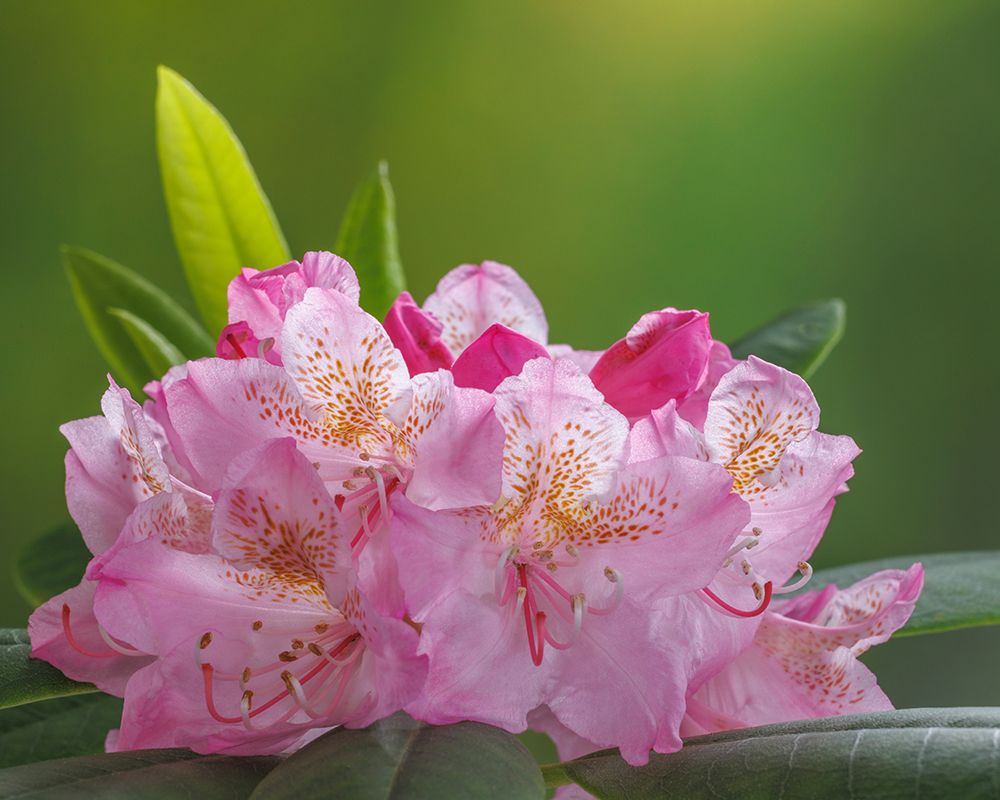 USA-Washington-Seabeck. Pacific Rhododendron flowers close-up. art print by Jaynes Gallery for $57.95 CAD