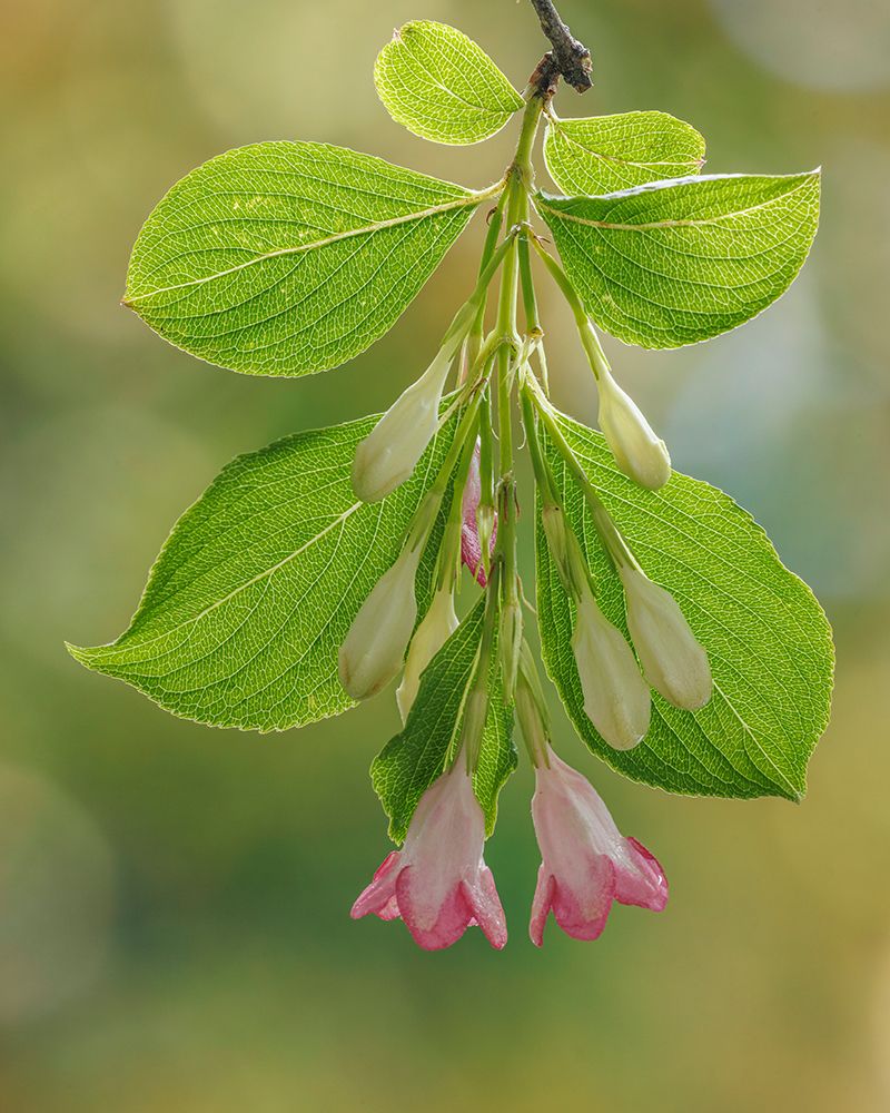 USA-Washington-Seabeck. Close-up of weigela blossoms and leaves. art print by Jaynes Gallery for $57.95 CAD
