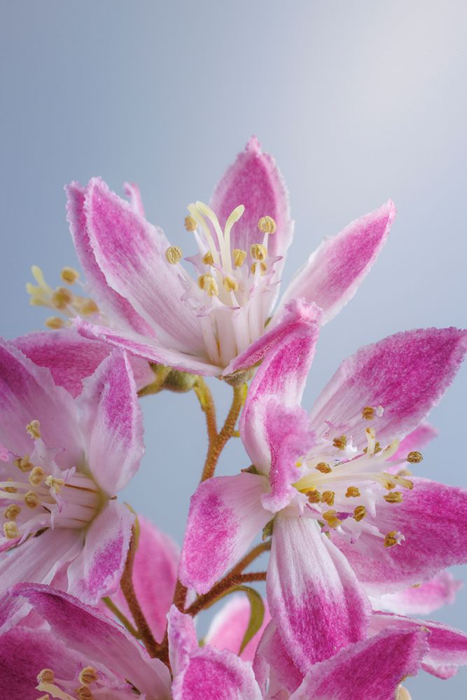 USA-Washington-Seabeck. Close-up of deutzia blossoms. art print by Jaynes Gallery for $57.95 CAD
