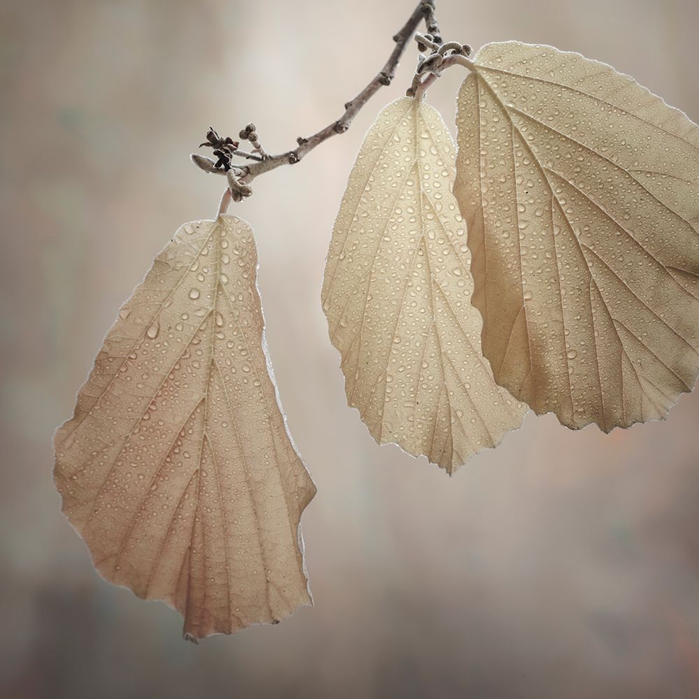 USA-Washington-Seabeck. Close-up of hazelnut leaves. art print by Jaynes Gallery for $57.95 CAD