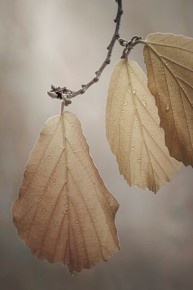 USA-Washington-Seabeck. Close-up of hazelnut leaves. art print by Jaynes Gallery for $57.95 CAD