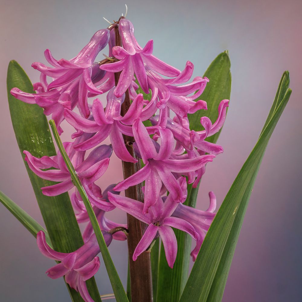 USA-Washington State-Seabeck Pink hyacinth flowers art print by Jaynes Gallery for $57.95 CAD