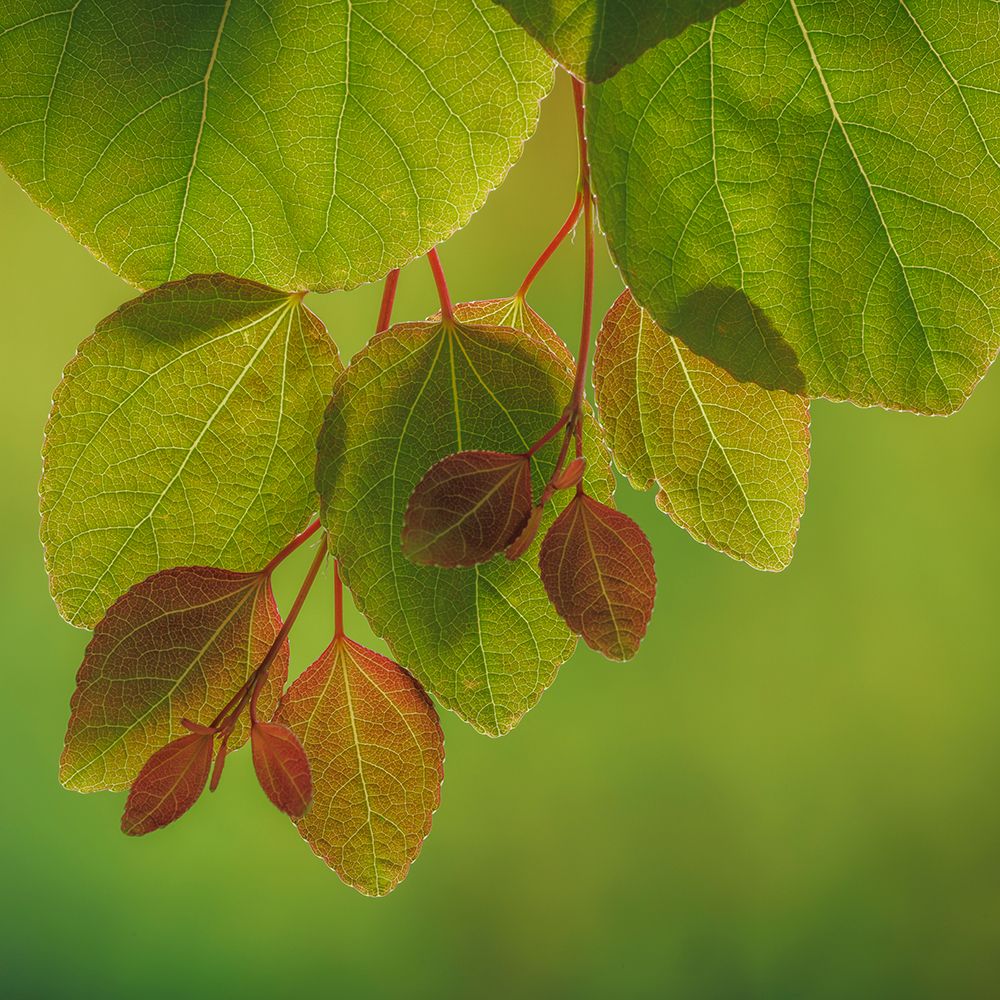 USA-Washington State-Seabeck Close-up of katsura tree leaves in spring art print by Jaynes Gallery for $57.95 CAD