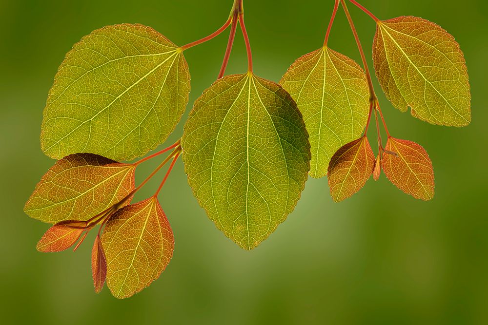 USA-Washington State-Seabeck Close-up of katsura tree leaves in spring art print by Jaynes Gallery for $57.95 CAD