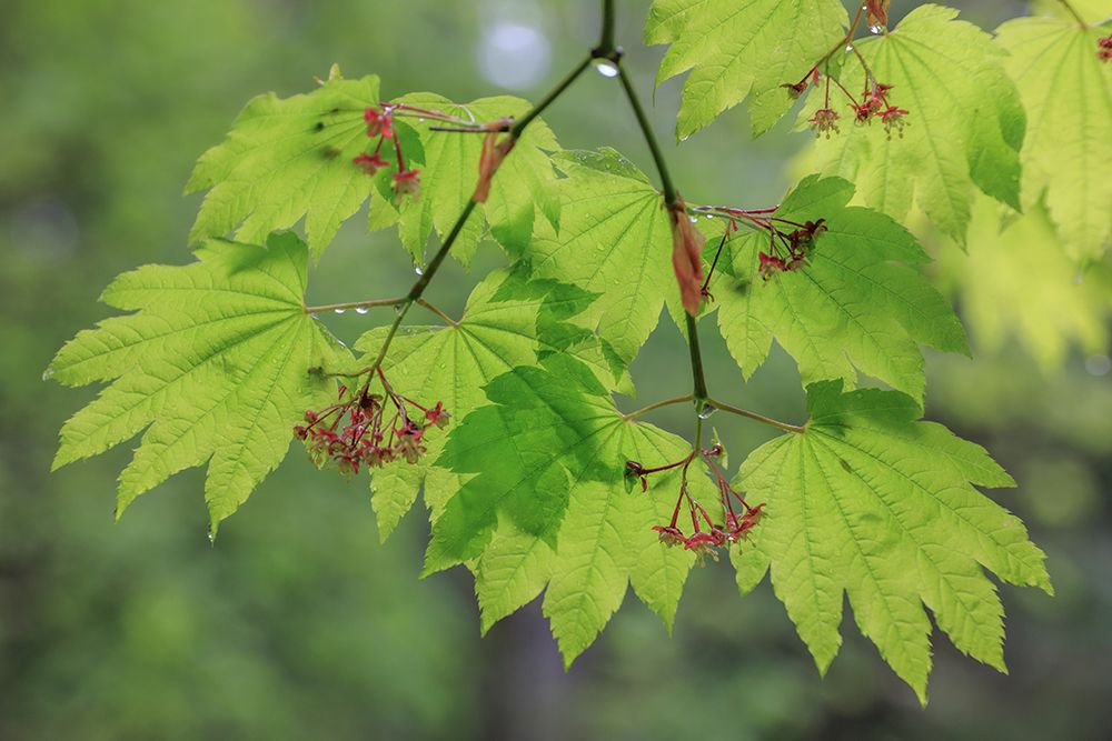 USA-Washington State-Seabeck Vine maple branch and foliage in rain art print by Jaynes Gallery for $57.95 CAD