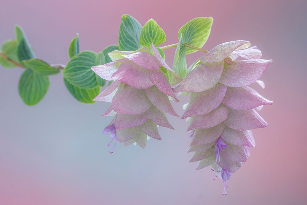USA-Washington State-Seabeck Ornamental oregano blossoms close-up art print by Jaynes Gallery for $57.95 CAD