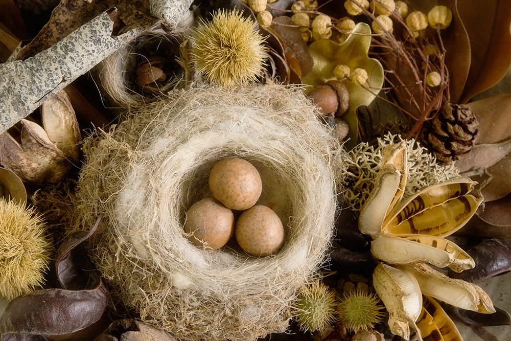 USA, Washington State, Seabeck. Bird nest and eggs close-up. art print by Jaynes Gallery for $57.95 CAD