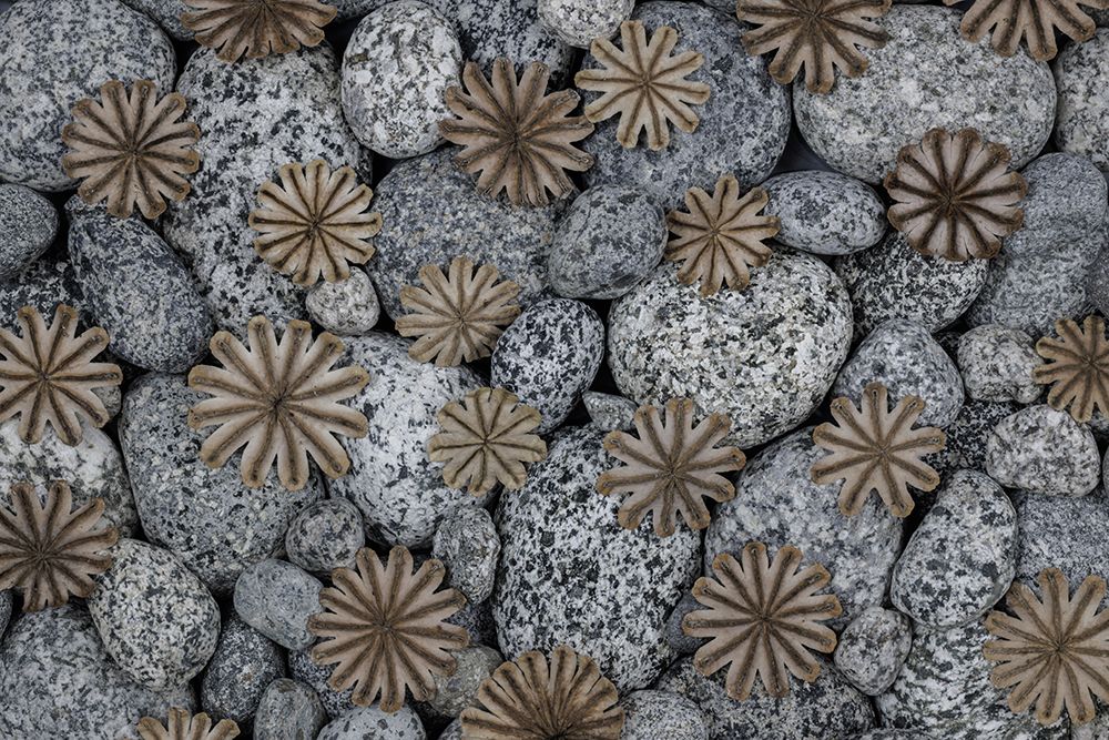 USA, Washington State, Seabeck. Poppy seed heads on beach rocks. art print by Jaynes Gallery for $57.95 CAD