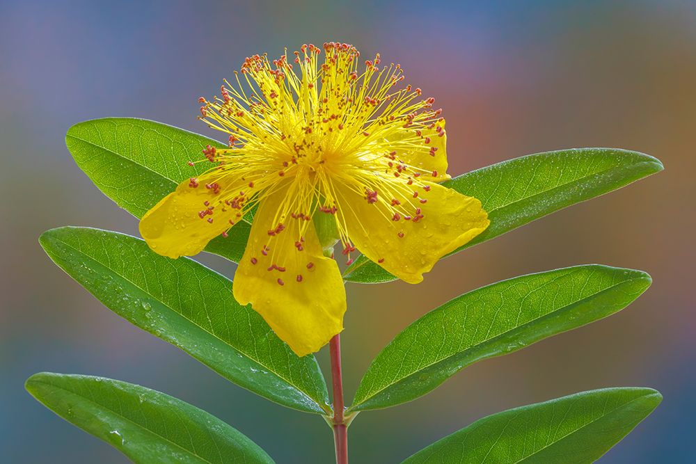 USA, Washington State, Seabeck. St. Johns wort flower. art print by Jaynes Gallery for $57.95 CAD