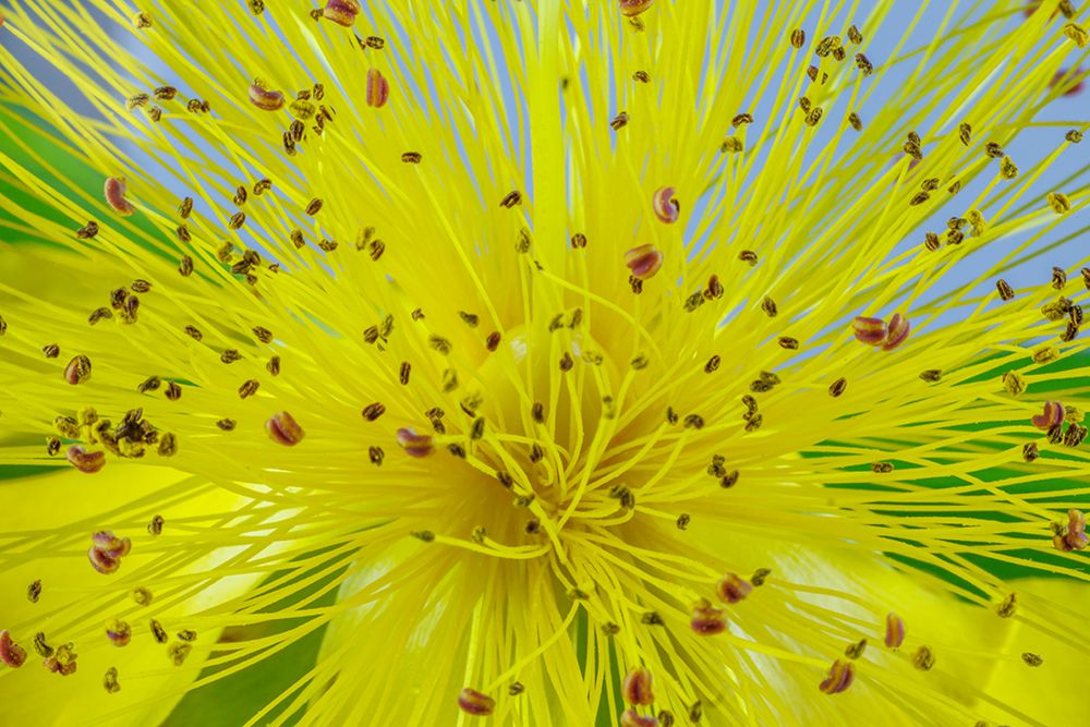 USA, Washington State, Seabeck. St. Johns wort flower. art print by Jaynes Gallery for $57.95 CAD