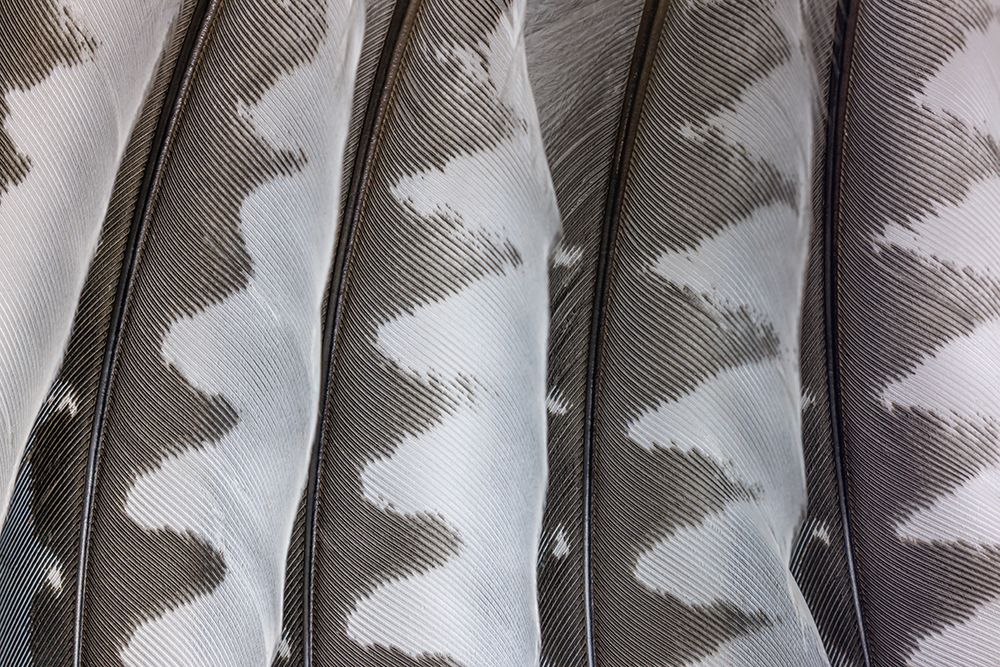USA, Washington State, Seabeck. Close-up of woodpecker feathers. art print by Jaynes Gallery for $57.95 CAD