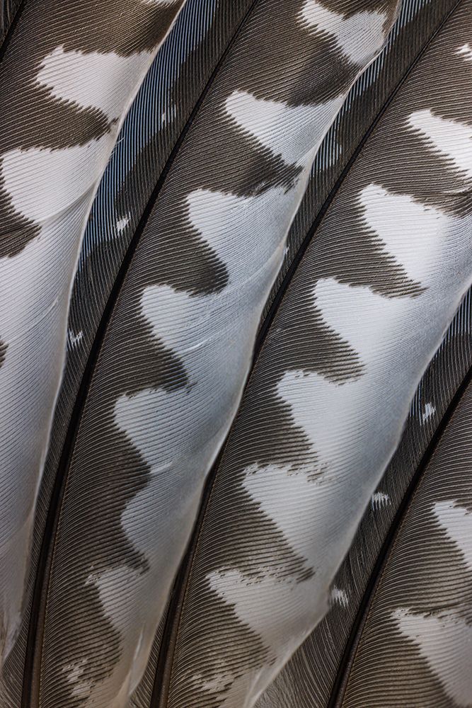 USA, Washington State, Seabeck. Close-up of woodpecker feathers. art print by Jaynes Gallery for $57.95 CAD