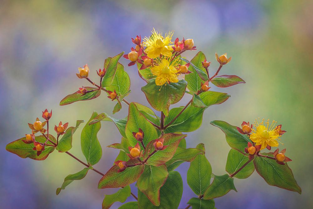 USA, Washington State, Seabeck. St. Johns wort flowers and buds. art print by Jaynes Gallery for $57.95 CAD