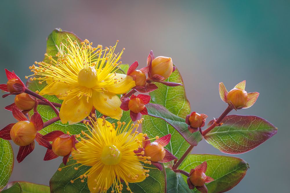 USA, Washington State, Seabeck. St. Johns wort flowers and buds. art print by Jaynes Gallery for $57.95 CAD