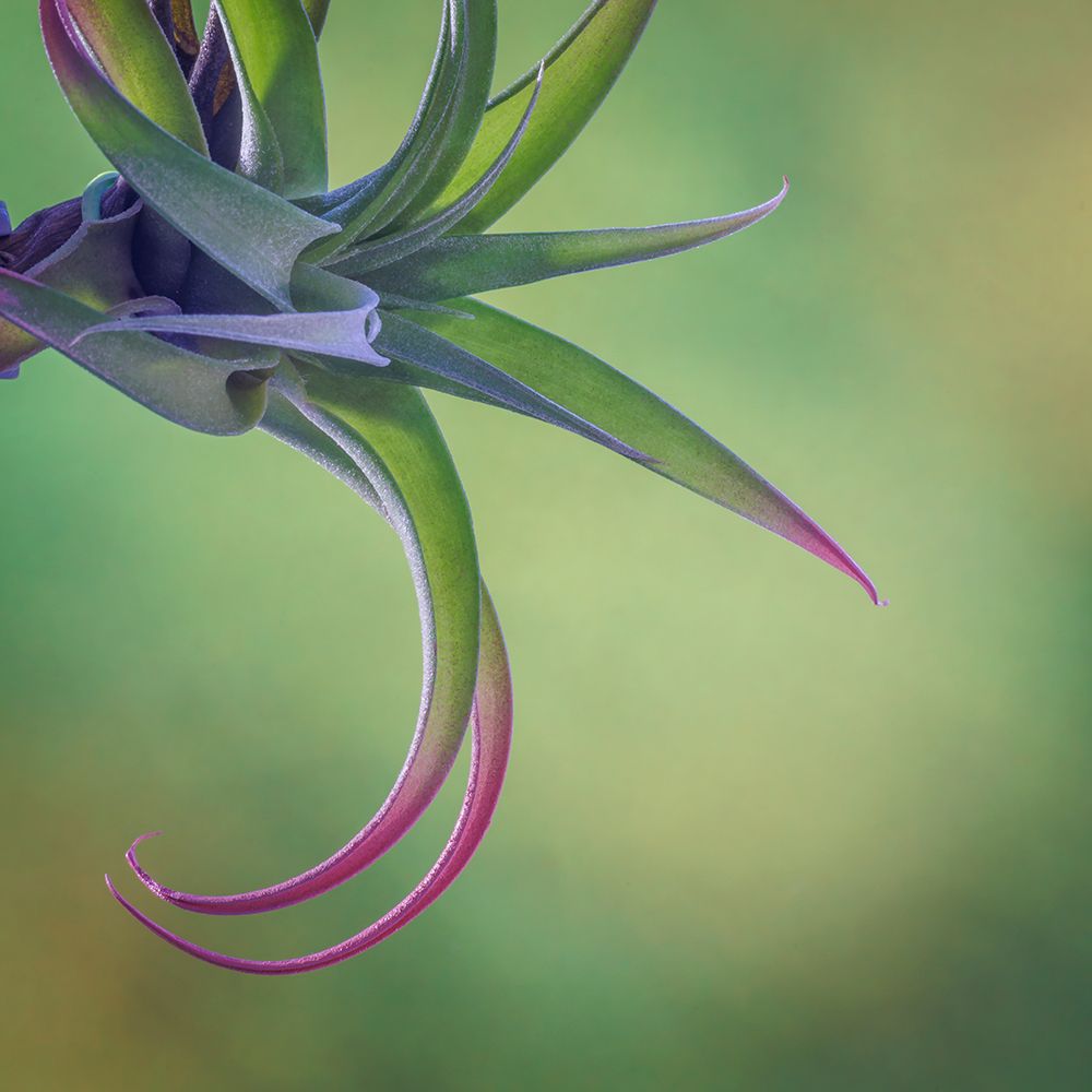 USA, Washington State, Seabeck. Close-up of air plant. art print by Jaynes Gallery for $57.95 CAD