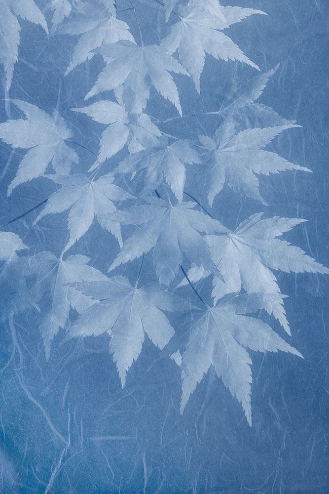 USA, Washington State, Seabeck. Montage of Japanese maple branches. art print by Jaynes Gallery for $57.95 CAD