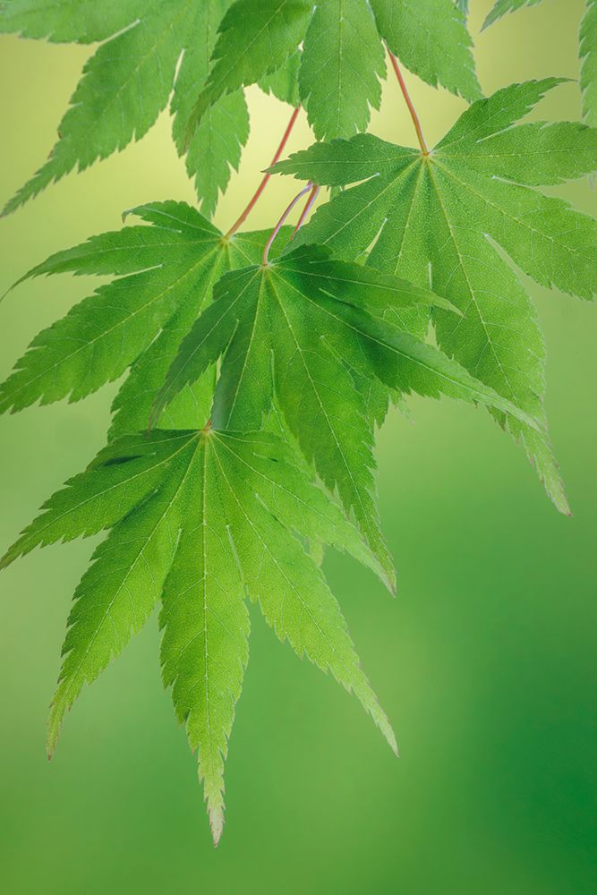 USA, Washington State, Seabeck. Japanese maple branches close-up. art print by Jaynes Gallery for $57.95 CAD