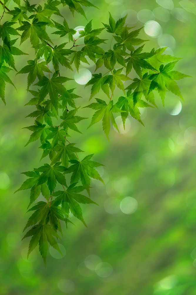 USA, Washington State, Seabeck. Japanese maple branches. art print by Jaynes Gallery for $57.95 CAD