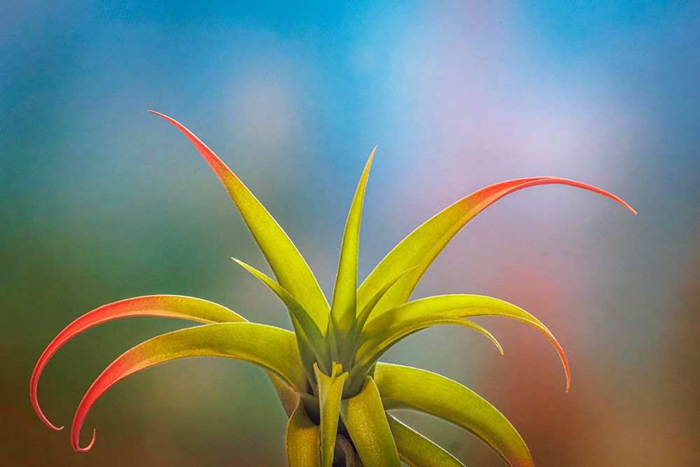USA, Washington State, Seabeck. Close-up of air plant. art print by Jaynes Gallery for $57.95 CAD