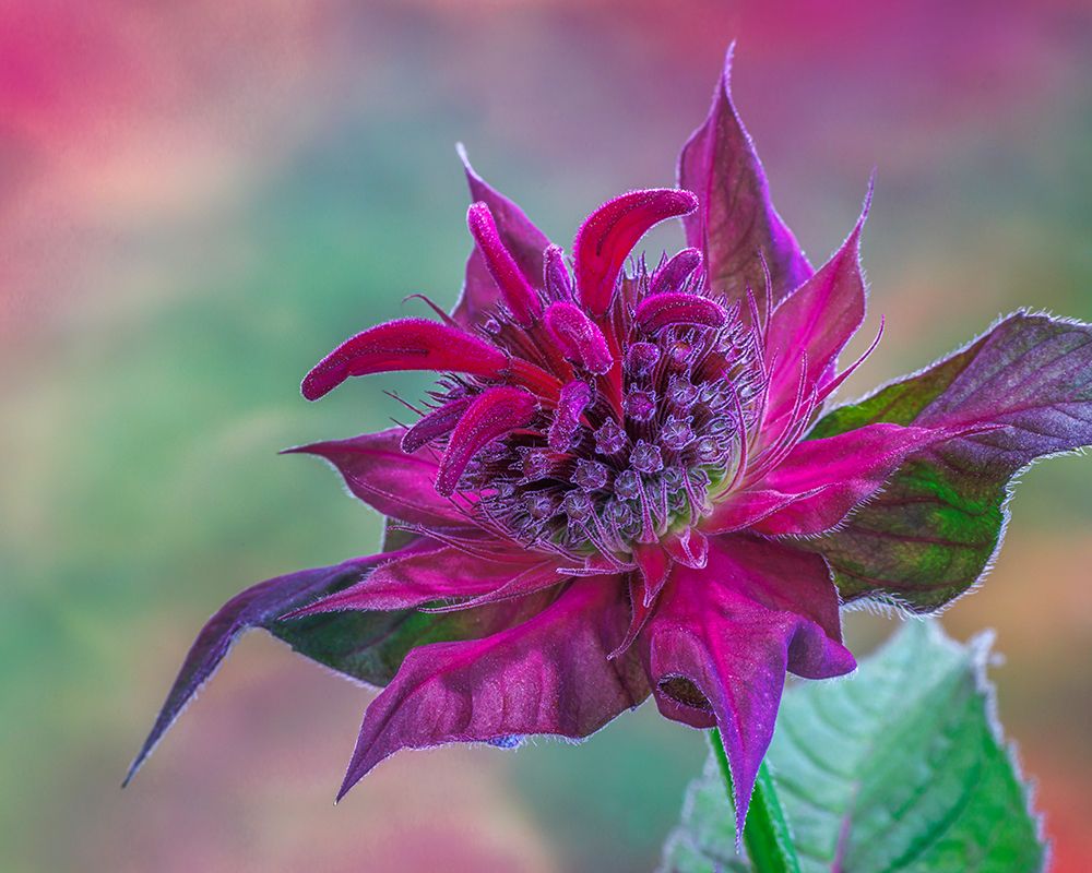 USA, Washington State, Seabeck. Purple bee balm blossom close-up. art print by Jaynes Gallery for $57.95 CAD