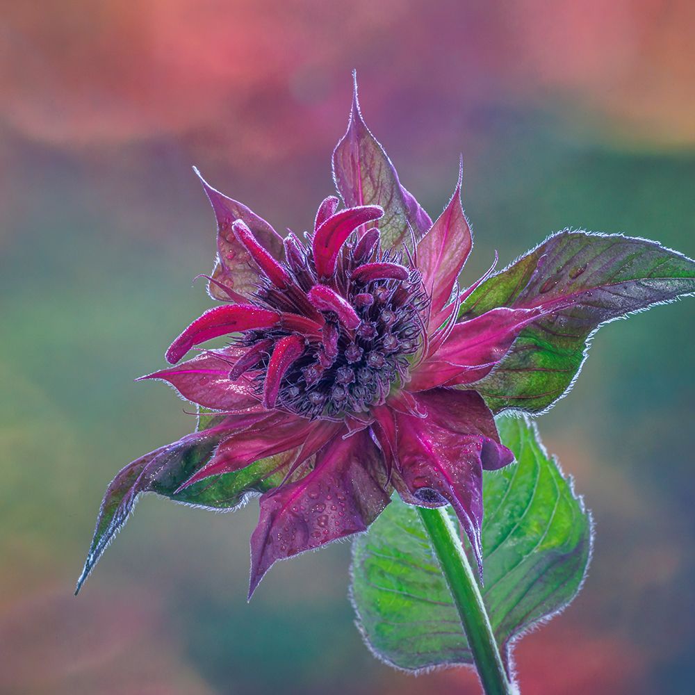 USA, Washington State, Seabeck. Purple bee balm blossom close-up. art print by Jaynes Gallery for $57.95 CAD