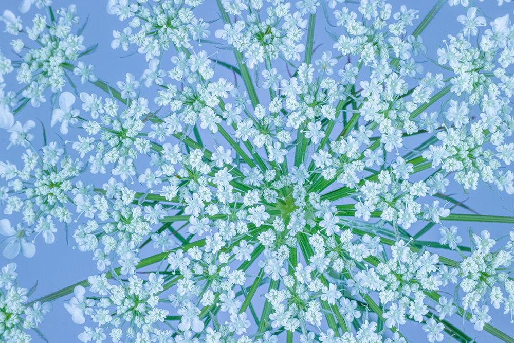 USA, Washington State, Seabeck. Bishops weed flowers. art print by Jaynes Gallery for $57.95 CAD