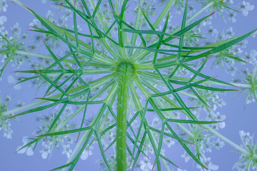 USA, Washington State, Seabeck. Underside of bishops weed plant and flowers. art print by Jaynes Gallery for $57.95 CAD