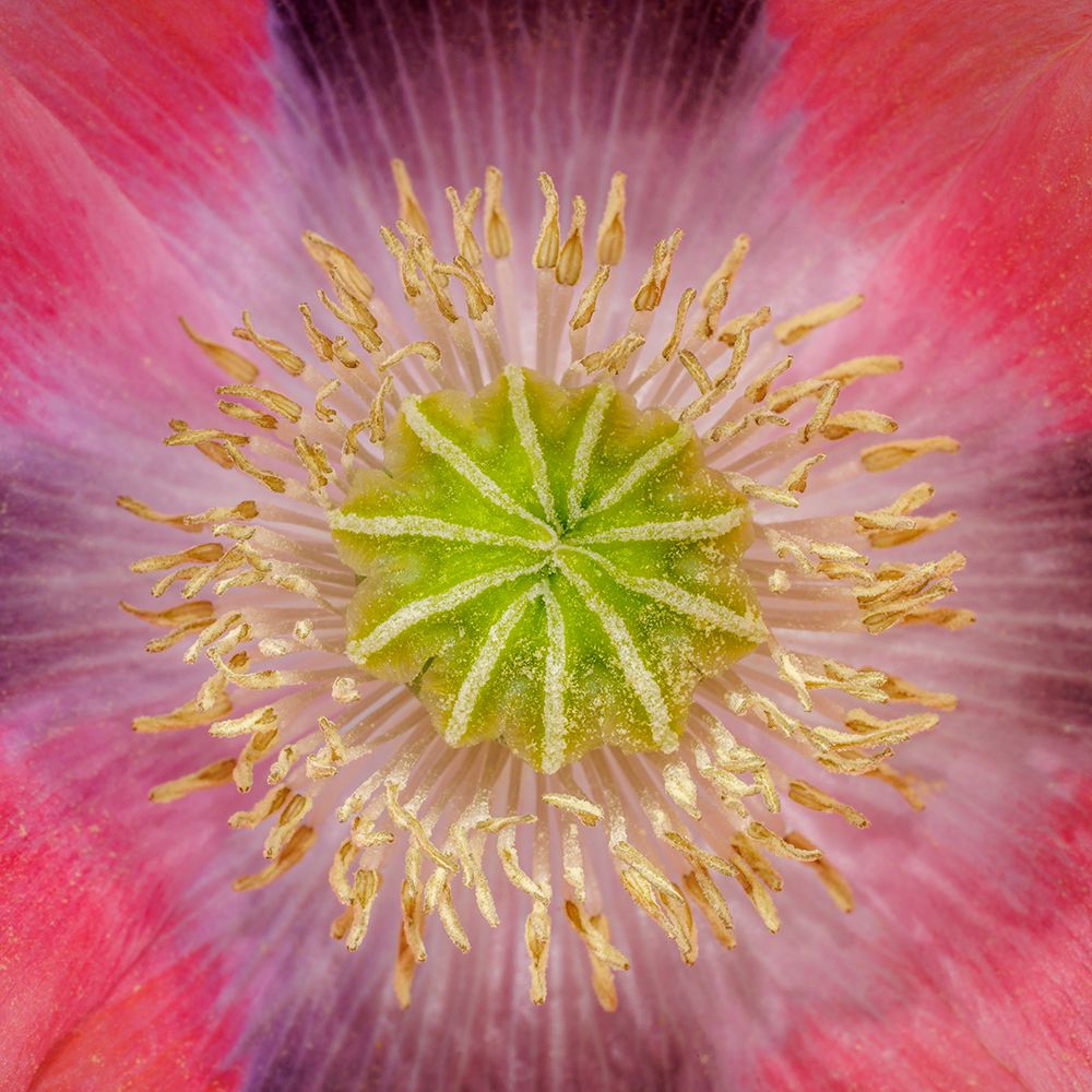 USA, Washington State, Seabeck. Pink poppy close-up. art print by Jaynes Gallery for $57.95 CAD