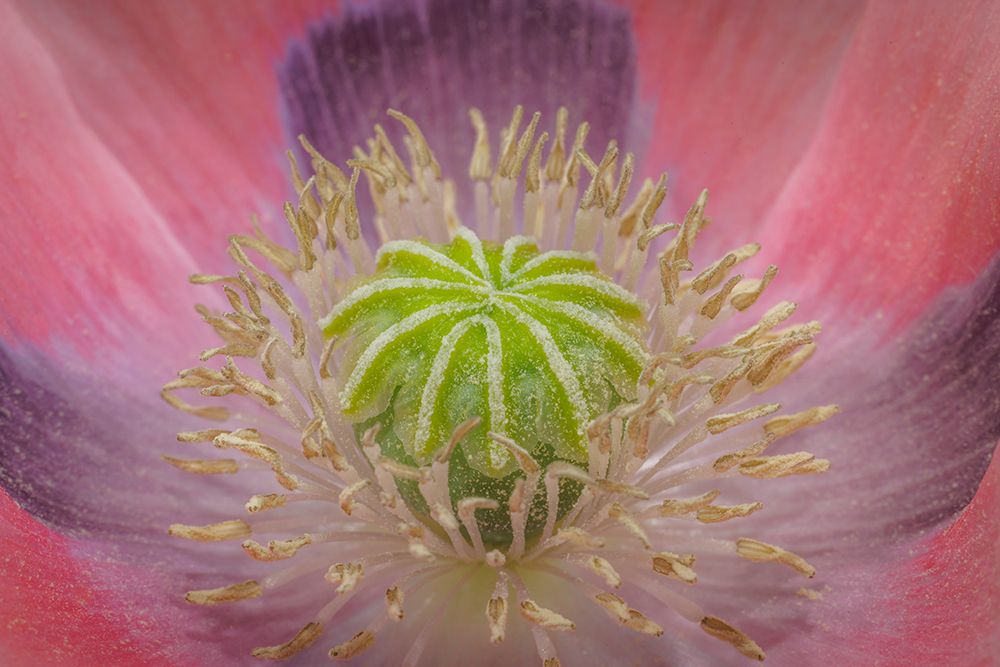 USA, Washington State, Seabeck. Pink poppy close-up. art print by Jaynes Gallery for $57.95 CAD
