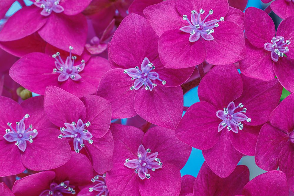 USA, Washington State, Seabeck. Hydrangea blossoms close-up. art print by Jaynes Gallery for $57.95 CAD