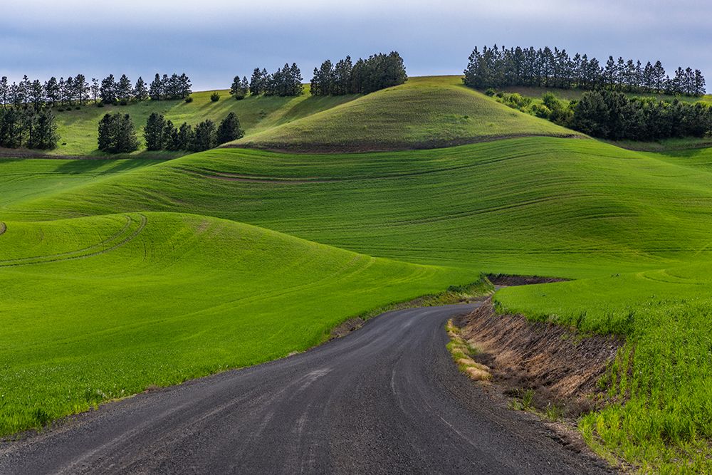 Filan gravel road in rolling hills of wheat near Colfax-Washington State-USA art print by Chuck Haney for $57.95 CAD