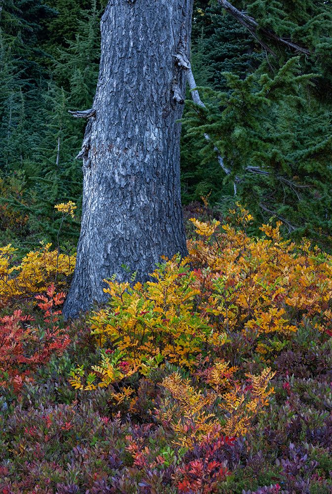 Huckleberry and mountain ash in autumn under douglas fir in Mount Rainier NP-Washington State-USA art print by Chuck Haney for $57.95 CAD