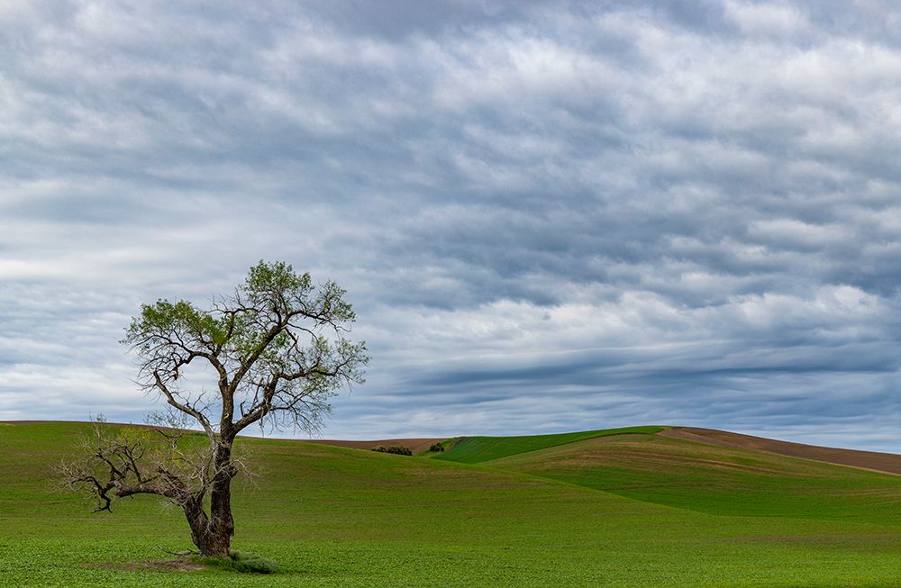 Lone tree in lentil field near Steptoe-Washington State-USA art print by Chuck Haney for $57.95 CAD