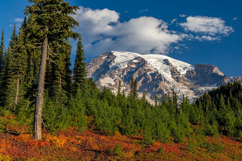 Autumn color at Paradise Meadows in Mount Rainier National Park-Washington State-USA art print by Chuck Haney for $57.95 CAD