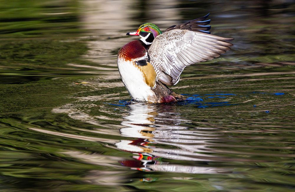 USA- Washington State- Sammamish. Yellow Lake with male drake wood duck flapping wings art print by Darrell Gulin for $57.95 CAD