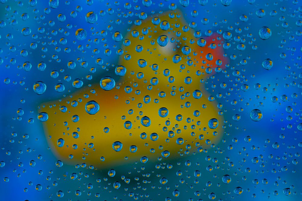 USA- Washington State- Sammamish. Yellow rubber duck in reflections in dew drops art print by Darrell Gulin for $57.95 CAD
