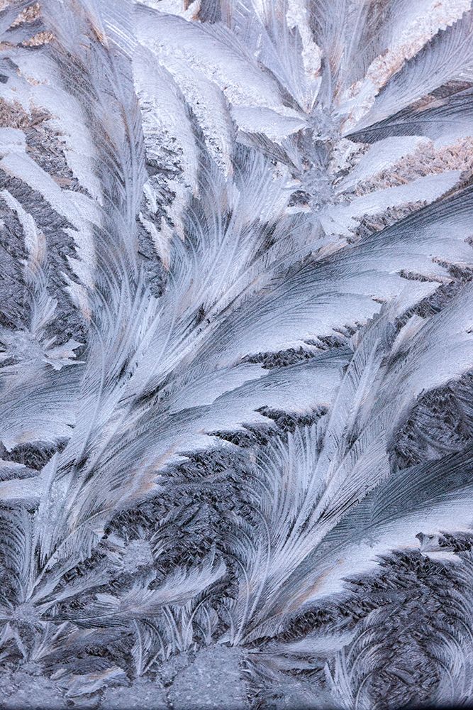 USA- Washington State- Sammamish. Frost on auto window art print by Darrell Gulin for $57.95 CAD
