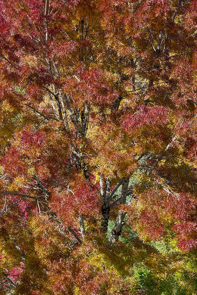 USA- Washington State. Near Preston fall colored tree in bronze tones art print by Darrell Gulin for $57.95 CAD