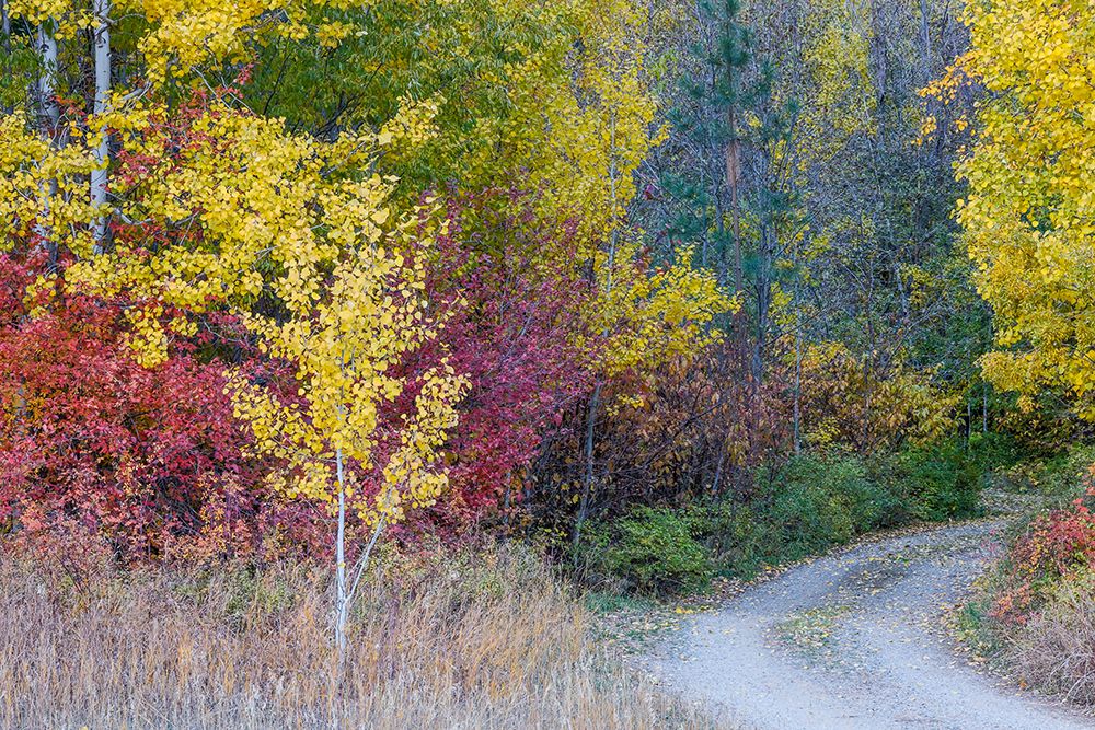 USA- Washington State. Aspens and wild dogwood in fall color near Winthrop and curved grave roadway art print by Darrell Gulin for $57.95 CAD