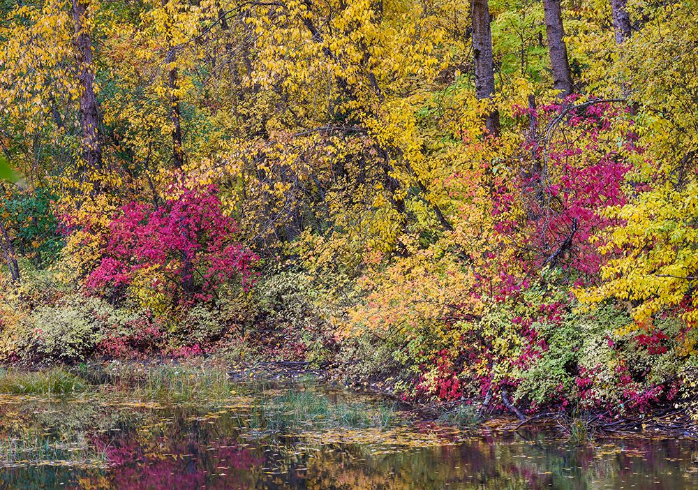 USA- Washington State- small pond near Easton surrounded by fall colored trees art print by Darrell Gulin for $57.95 CAD