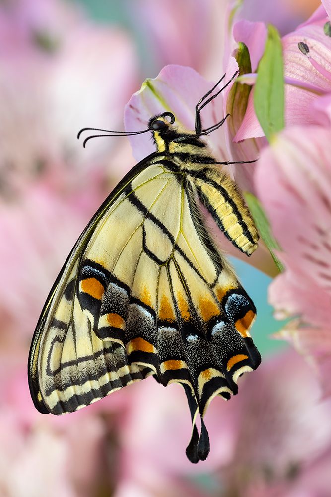 USA- Washington State- Sammamish. Eastern tiger swallowtail butterfly on Peruvian lily art print by Darrell Gulin for $57.95 CAD