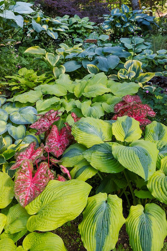 USA- Washington State- Sammamish. shade garden with Caladiums- Hosta. art print by Darrell Gulin for $57.95 CAD