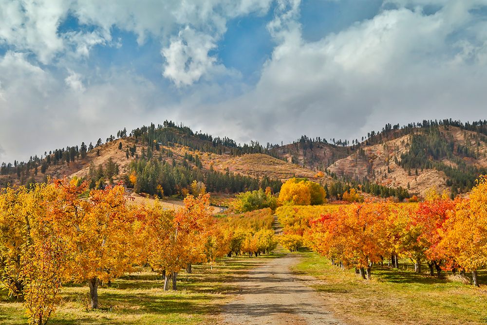USA- Washington State. fall colored apple orchard near Peshastin. art print by Darrell Gulin for $57.95 CAD