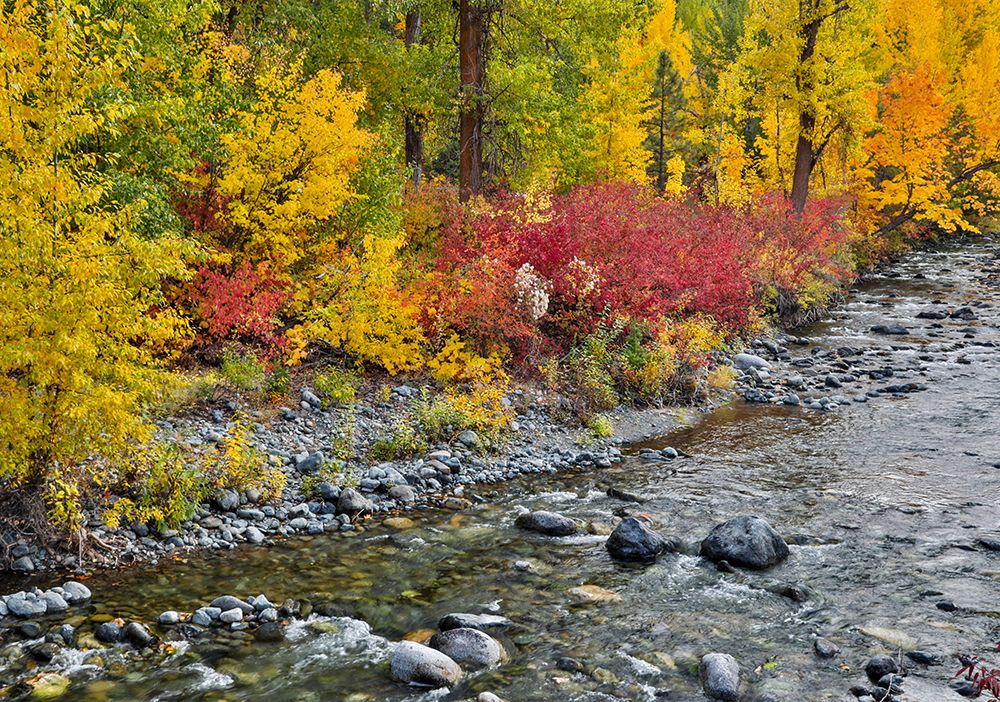 USA- Washington State. Cottonwoods and wild dogwood along Peshastin Creek- off of Highway 97 art print by Darrell Gulin for $57.95 CAD